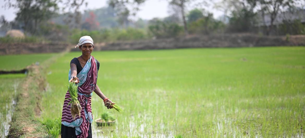  Mulher cultivando seu arrozal