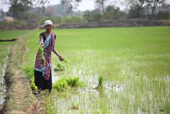 印度农民种植稻谷。