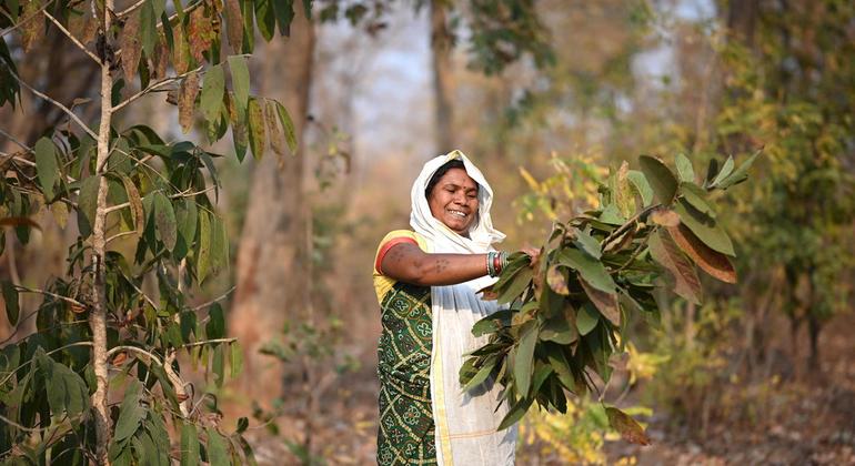 जंगल से तेंदूपत्ता इकट्ठा करती आदिवासी महिला.
