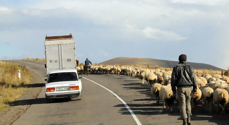 Shepherds herd sheep on the side of a road in Nagorno-Karabakh. 