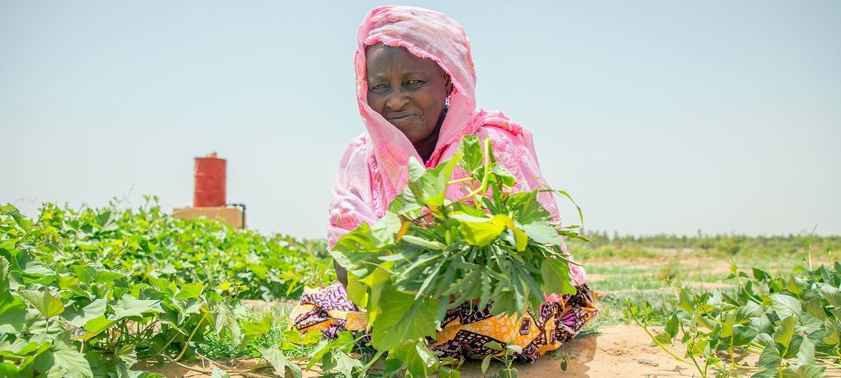 Mulher no Mali cuida de uma horta comunitária que faz parte do projeto de capacitação do Programa Mundial de Alimentos