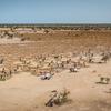 Comunidades agrícolas no Senegal estão restaurando terras degradadas para combater os efeitos das mudanças climáticas.