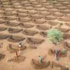 在塞内加尔，正在采用新的耕作方法来应对气候变化的影响。