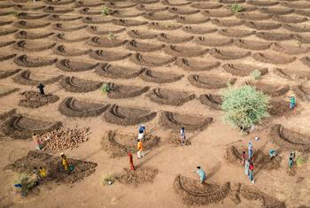 在塞内加尔，正在采用新的耕作方法来应对气候变化的影响。