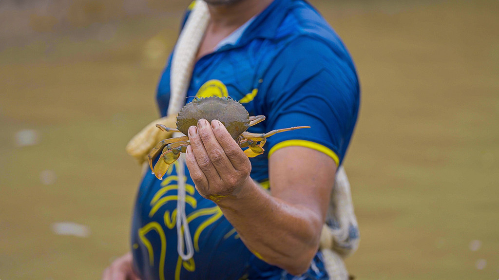 नीली शर्ट पहने एक व्यक्ति समुद्र तट पर अपने हाथ में ताजा पकड़ा हुआ मड क्रैब पकड़े हुए है।