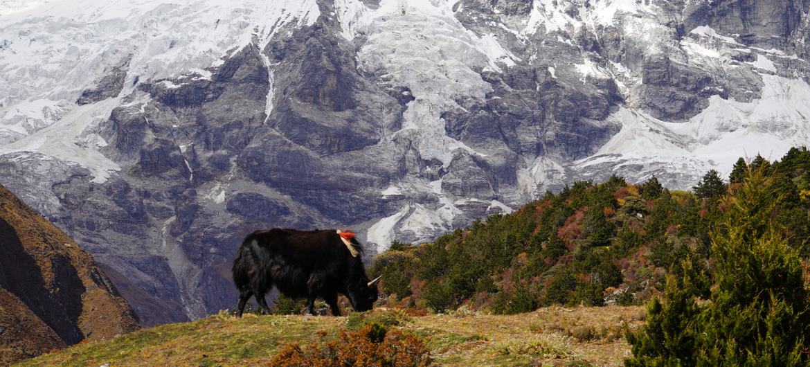 भूटान के उच्च-पर्वतीय क्षेत्र.