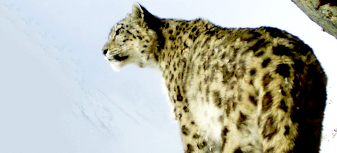 A snow leopard in the highlands of Bhutan.