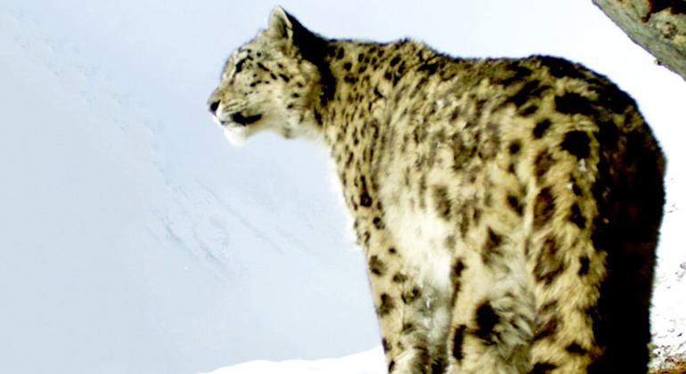 An ice tendua in the Bhutan hills.