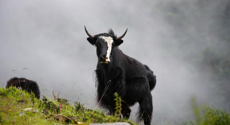 Bhutan is a symbol of patience and beauty, a yak.  
