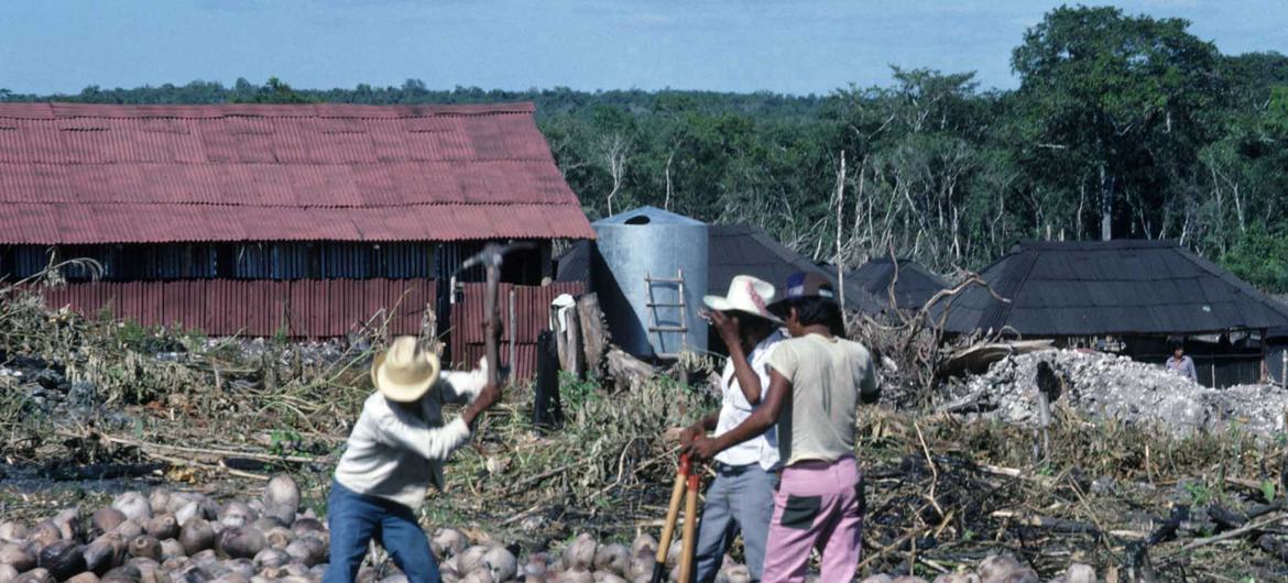 Personas refugiadas trabajando en la construcción de un asentamiento en Quintana Roo. 