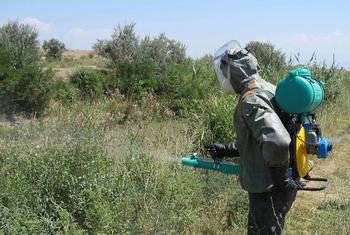 Последний случай малярии был выявлен в Азербайджане в 2012 году, а в Таджикистане - в 2014 году. 