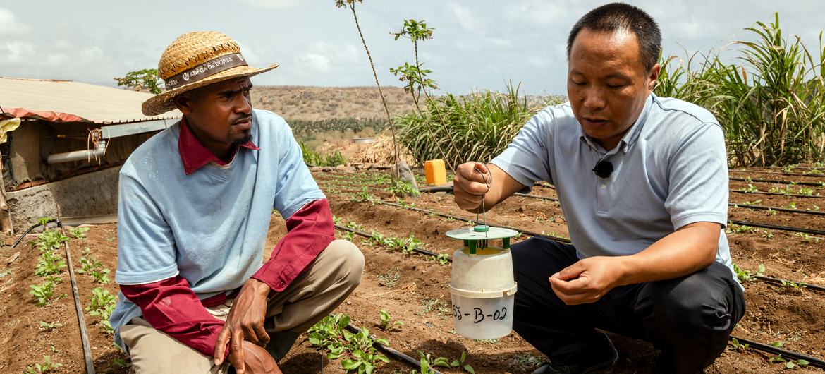 O especialista em horticultura e solos enviado pelo Ministério da Agricultura e dos Assuntos Rurais da China, Yanhua Zeng, explica que agora Willy aprendeu a reconhecer a falta de nutrientes e como aumentar a produção das culturas