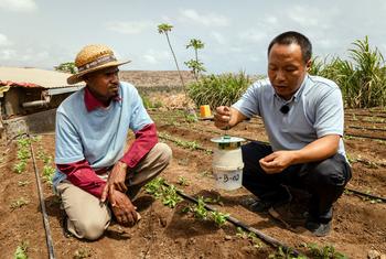 佛得角的一名农民接受专家培训，这是粮农组织-中国南南合作计划的一部分。