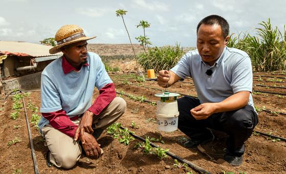 佛得角的一名农民接受专家培训，这是粮农组织-中国南南合作计划的一部分。