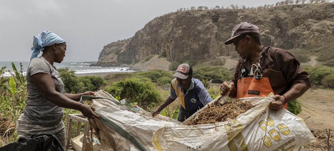 CABO VERDE 2024. Farmers receive training as part of the FAO China South-South Cooperation (SSC) Programme