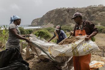 CABO VERDE 2024. Farmers receive training as part of the FAO China South-South Cooperation (SSC) Programme