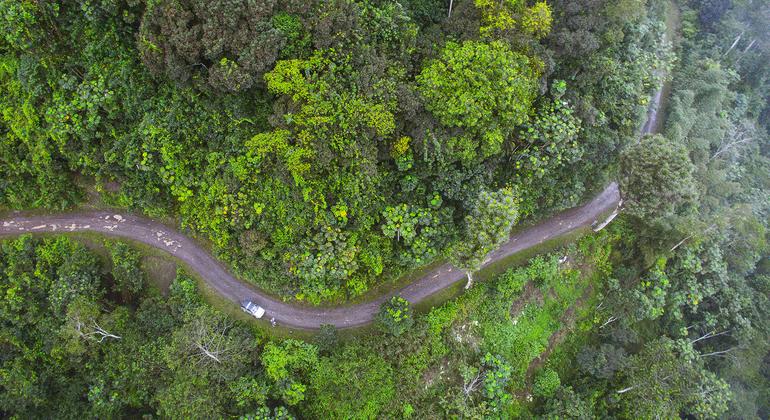 Vista aérea de uma estrada de terra serpenteando por uma exuberante floresta tropical na bacia do Rio Provaz, perto de Neves, São Tomé e Príncipe.