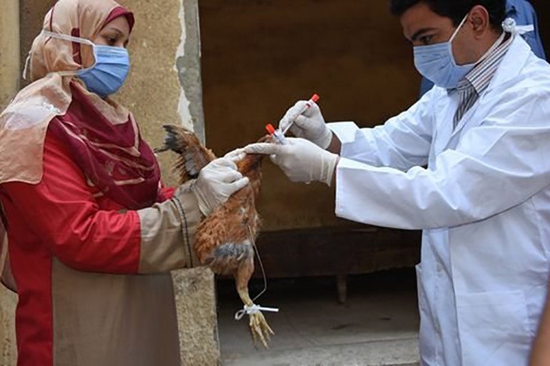 Detener la gripe aviar en seco sólo es posible si los criadores de aves de corral -tanto pequeños granjeros como productores comerciales- comprenden cómo prevenir su introducción y propagación.