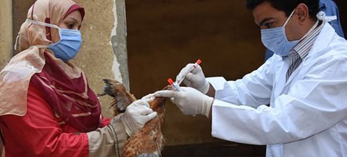 Stopping avian flu in its tracks is only possible if poultry producers understand how to prevent its introduction and spread, working with animal health experts and authorities (file photo).