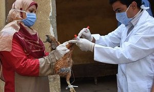 Stopping avian flu in its tracks is only possible if poultry producers understand how to prevent its introduction and spread, working with animal health experts and authorities (file photo).