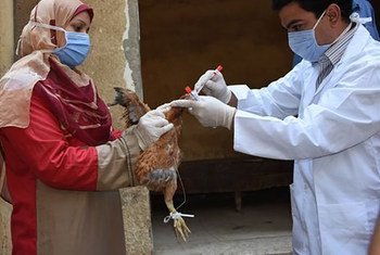 En Egipto, un veterinario con bata blanca y mascarilla administra una vacuna a una gallina que sostiene una granjera que lleva equipo de protección.
