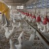 只有当家禽饲养者——小农和商业生产者等——了解如何防止禽流其传入和传播时，才有可能阻止其蔓延。