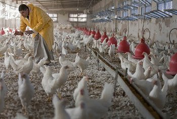 只有当家禽饲养者——小农和商业生产者等——了解如何防止禽流其传入和传播时，才有可能阻止其蔓延。
