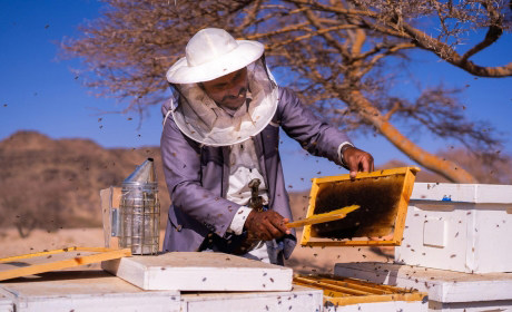 ФАО и Всемирный банк помогают йеменским пчеловодам увеличить количество меда и улучшить его качество, а также повысить уровень жизни. 