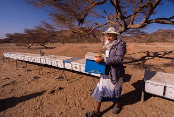 Несмотря на то, что йеменским пчеловодам приходится преодолевать чрезвычайно серьезные трудности, у производства и сбыта меда огромный потенциал для развития.