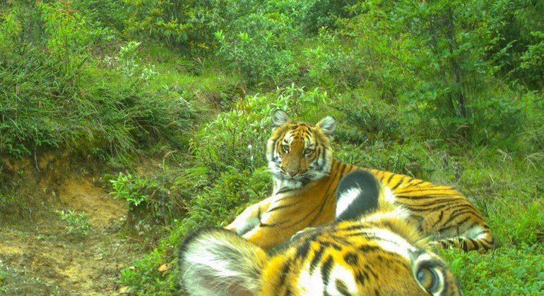 ЮНЕП осуществляет в Бутане проект по сохранению и расширению популяции тигра.