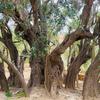 The olive harvest is both a primary source of livelihood for thousands of families and an integral part of Palestinian heritage. 