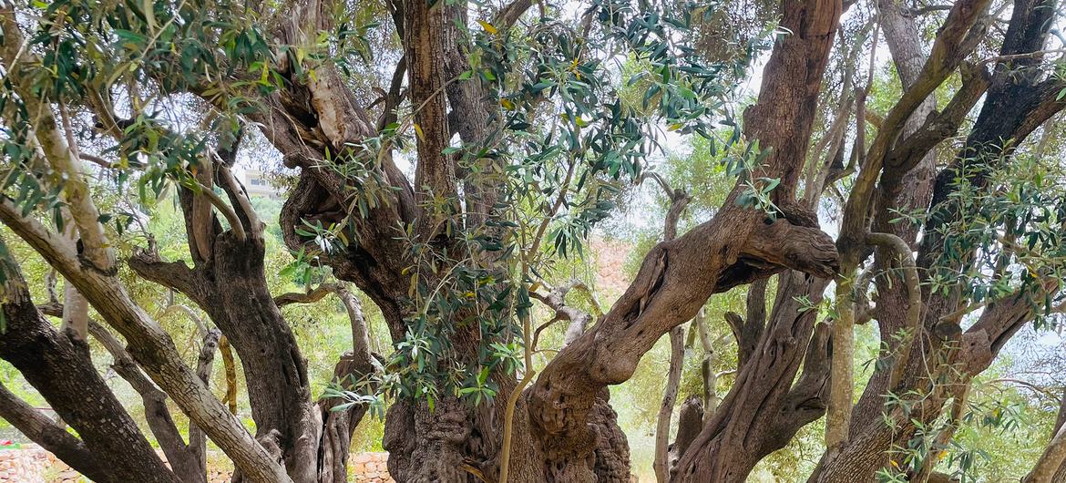 The olive harvest is both a primary source of livelihood for thousands of families and an integral part of Palestinian heritage. The olive harvest is both a primary source of livelihood for thousands of families and an integral part of Palestinian heritage.