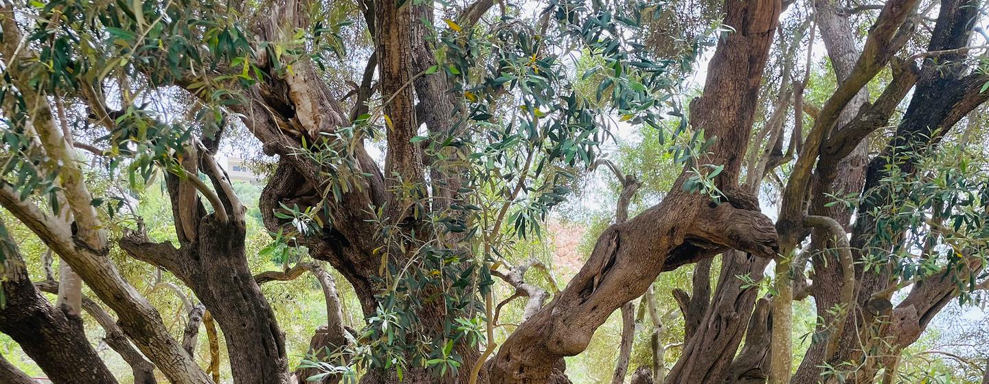 Olivos en Cisjordania.