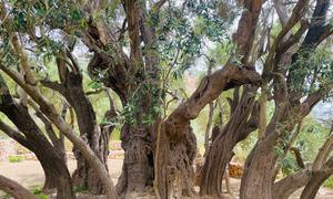 Olivos en Cisjordania.