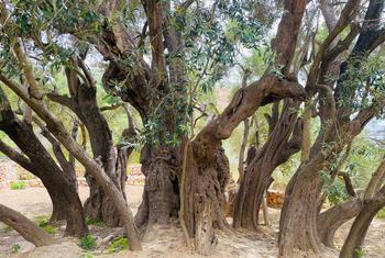 The olive harvest is both a primary source of livelihood for thousands of families and an integral part of Palestinian heritage. 