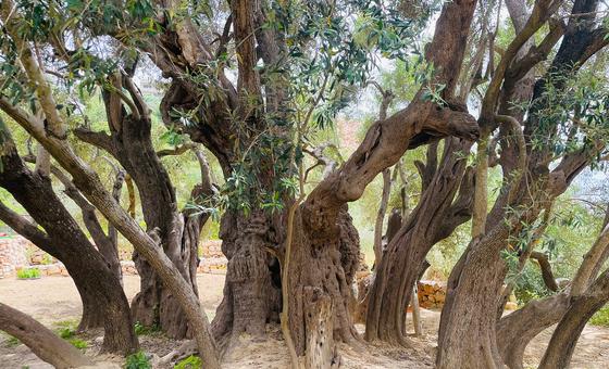 ‘Our livelihoods have been cut off’, say West Bank farmers ahead of olive harvest thumbnail