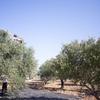 La récolte des olives est à la fois une source de revenus essentielle pour des milliers de familles et une partie intégrante du patrimoine palestinien.