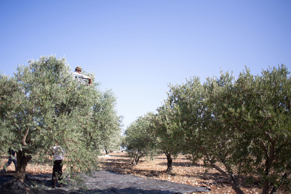 Mavuno ya mizeituni katika Ukingo wa Magharibi.