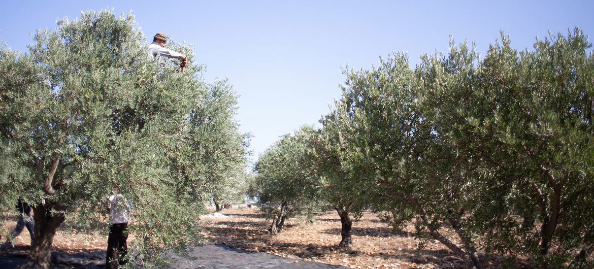 Cosecha de olivos en Cisjordania: