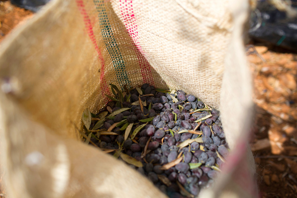 La production d’olives et d’huile d’olive en Cisjordanie est un élément important de la culture palestinienne.
