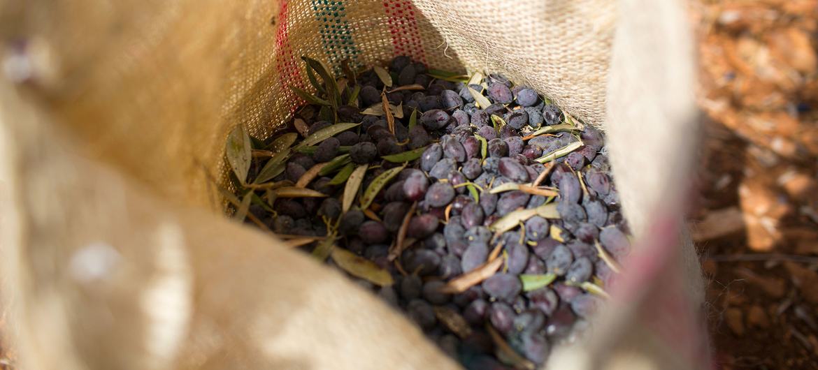 La producción de aceitunas y aceite de oliva en Cisjordania es un pilar fundamental de la cultura palestina.