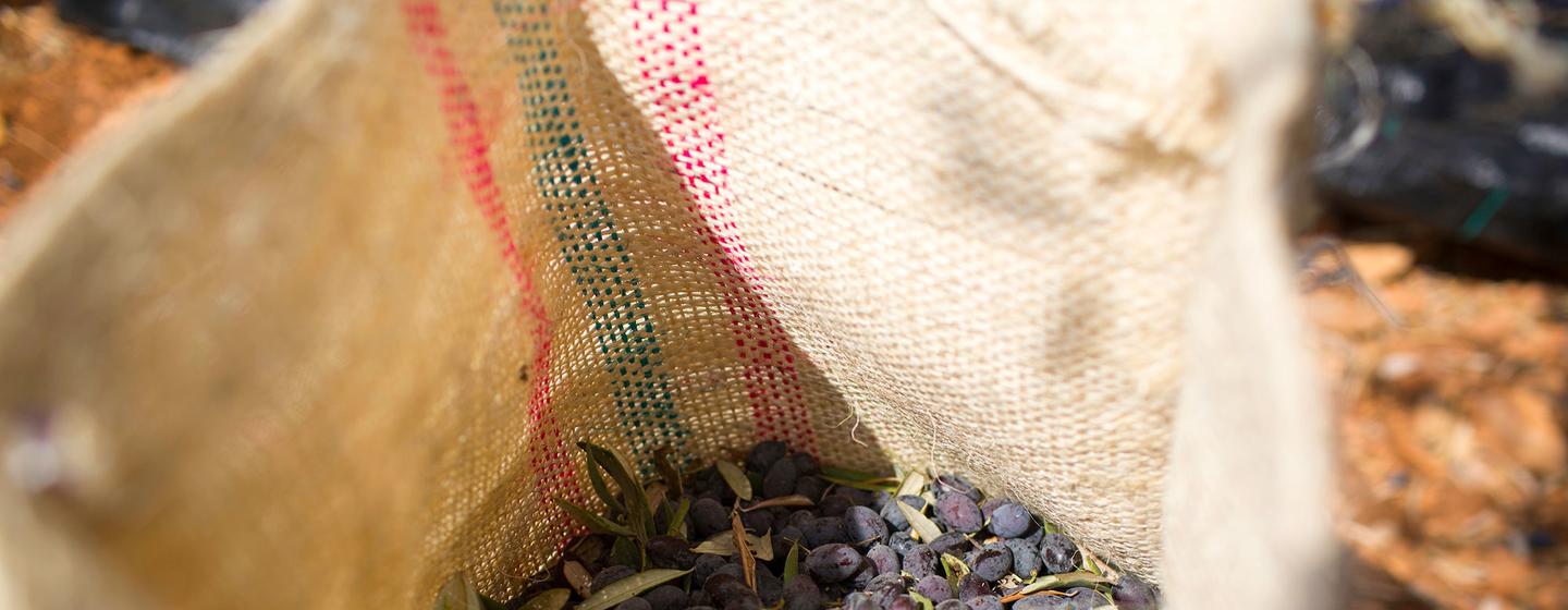 Olives and olive oil production in the West Bank are a cornerstone of Palestinian culture. Olives and olive oil production in the West Bank are a cornerstone of Palestinian culture.