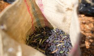 Olives and olive oil production in the West Bank are a cornerstone of Palestinian culture.
