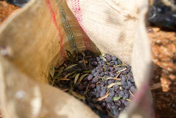 Olives and olive oil production in the West Bank are a cornerstone of Palestinian culture. Olives and olive oil production in the West Bank are a cornerstone of Palestinian culture.