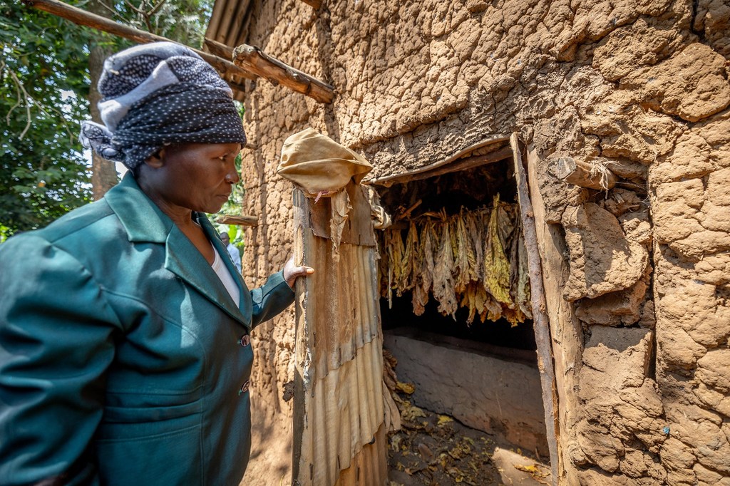 Mkulima wa tumbaku kutoka magharibi mwa Kenya akikagua tumbaku yake iliyokaushwa.
