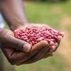 Un granjero de Kenya muestra su cosecha de fríjoles.