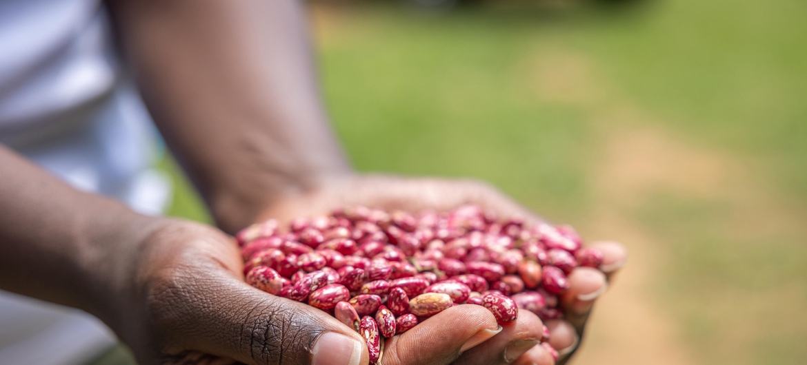 Un granjero de Kenya muestra su cosecha de fríjoles.