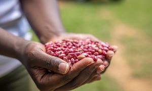 Un granjero de Kenya muestra su cosecha de fríjoles.