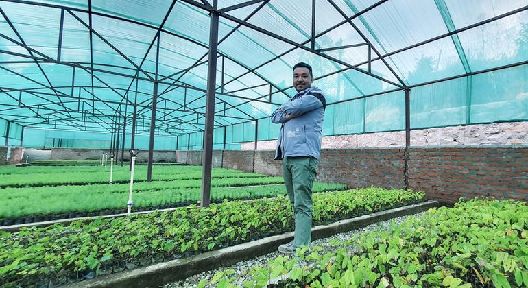 इस नर्सरी में, नेपाल की खिसकती पहाड़ियों को स्थिर करने के लिए यूनेप समर्थित परियोजना के लिए पौध तैयार की गई.