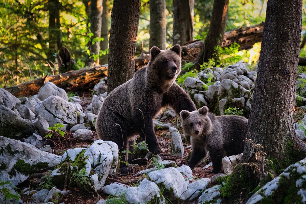 斯洛文尼亚森林里的一只棕熊和它的幼崽。